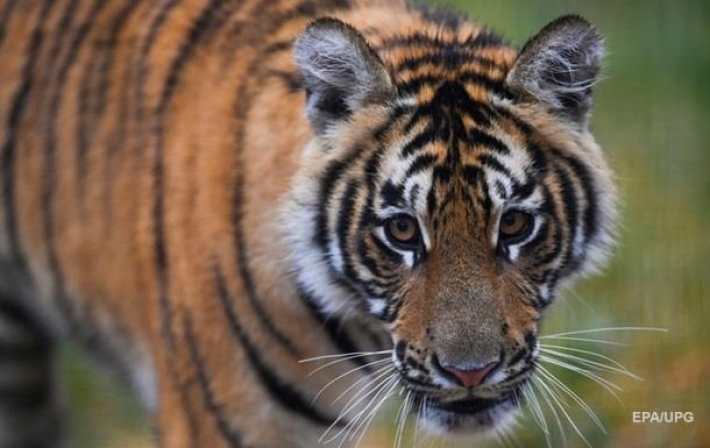 В зоопарке в Крыму тигр откусил палец ребенку