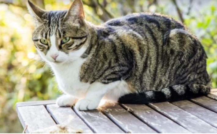 Биологам удалось раскрыть тайну полос у кошек