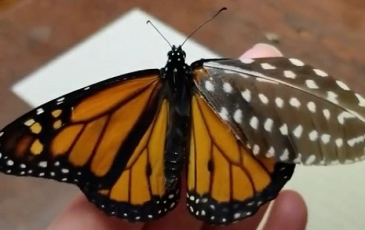 Американка создала для раненой бабочки "протез" (видео)