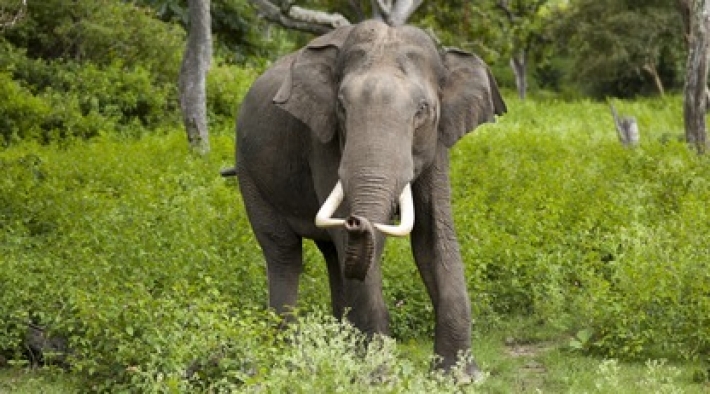 В Индии разъяренный слон напал на автобус с людьми: видео атаки
