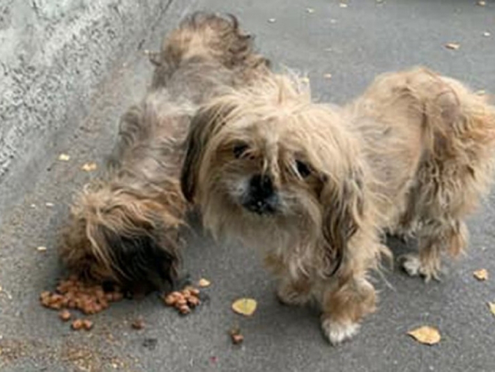 В Запорожье возле морга выбросили умирать больную пару породистых псов