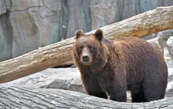 В киевском зоопарке отреагировали на трещины в стекле вольера: "может выдержать давление"
