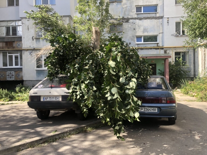 В Запорожской области дерево упало на два автомобиля (фото)