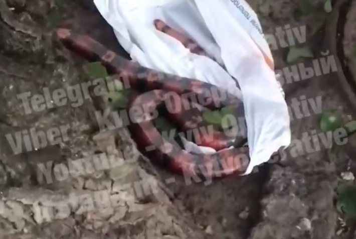 В одном из дворов Киева наткнулись на мертвую экзотическую змею: видео