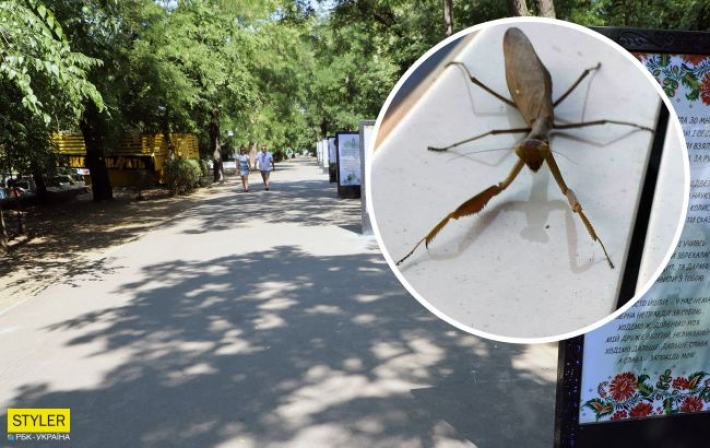 В парке Одессы нашли редкое насекомое из Закавказья (фото)