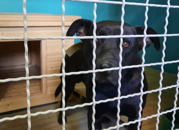 В Мелитополе нашли молодого пса с ошейником - хозяина просят отозваться (видео)