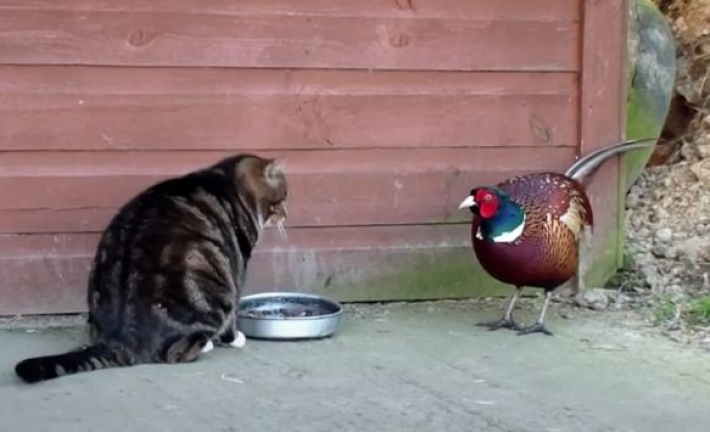Кумедне відео про нахабного фазана, який вирішив поласувати обідом кота