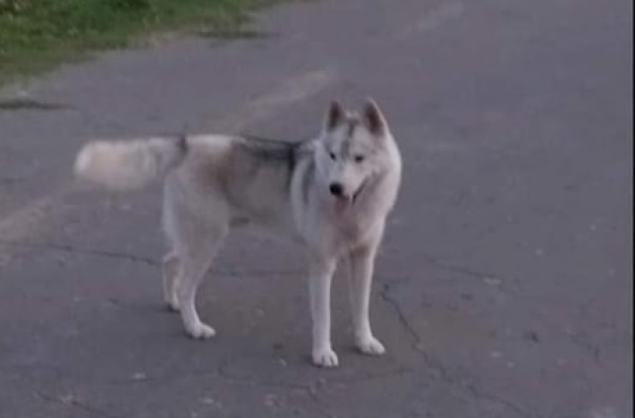 В Мелитопольском районе срочно нужна помощь собаке - пес может стать жертвой живодеров
