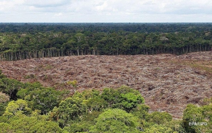 Джунгли Амазонии накрыла небывалая засуха