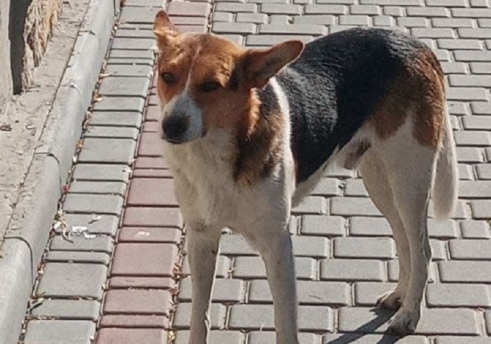 В Мелитополе бродячие псы атакуют людей - невозможно зайти в магазин