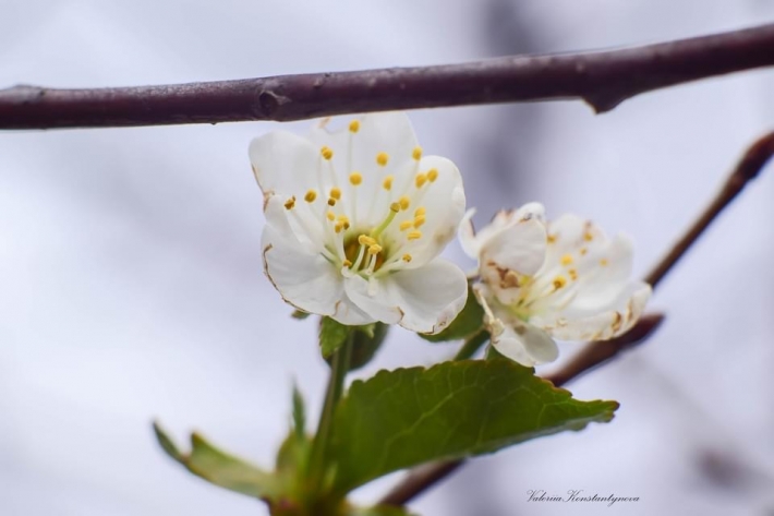 В Запорожье в октябре цветёт вишня и черешня (фото)