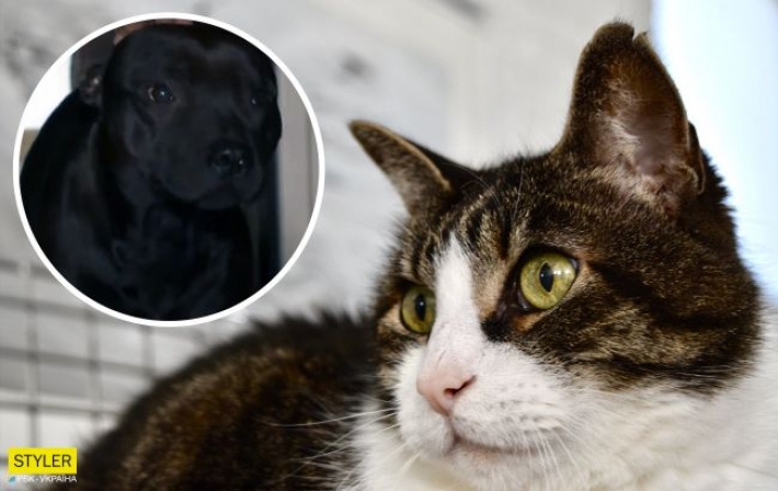 В Киеве бойцовский пес разодрал кошку: жители микрорайона боятся за свои жизни