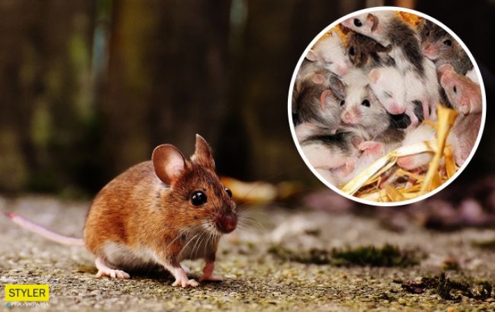 В Ивано-Франковской области нашествие мышей: чем это грозит