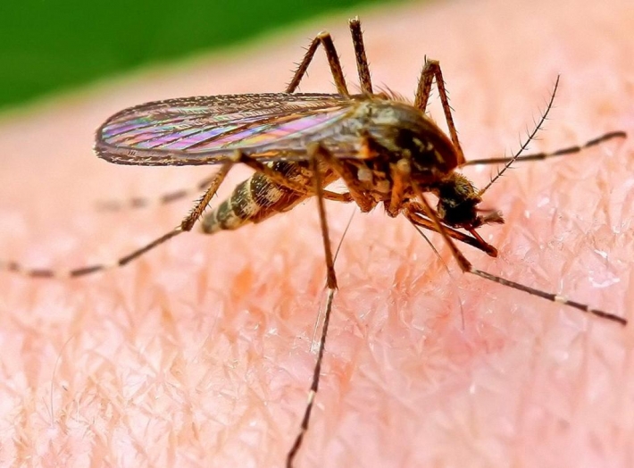 Кто в борьбе с комарами в Кирилловке и Бердянске коммунальщикам будет в помощь - ученые