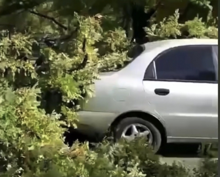 В Мелитополе на автомобиль упала огромная ветка (видео)