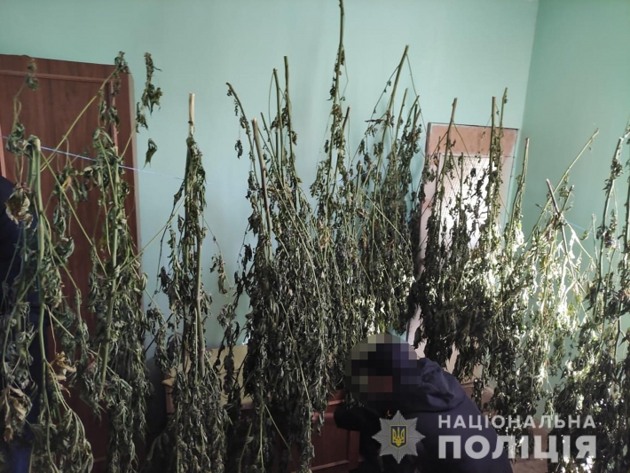 В Запорожье в частном доме обнаружили конопли на 1 млн грн. (фото)