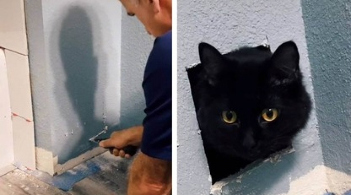 Мастер закончил ремонт, и хозяйка не нашла в доме кошку. Животное замуровали в стене