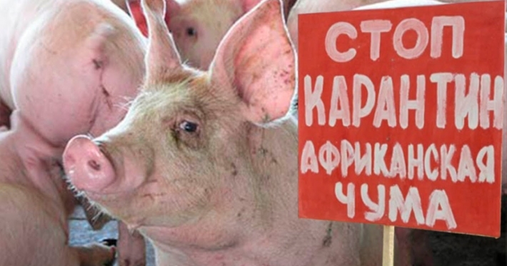 В Запорожской области сняли карантин из-за африканской чумы свиней