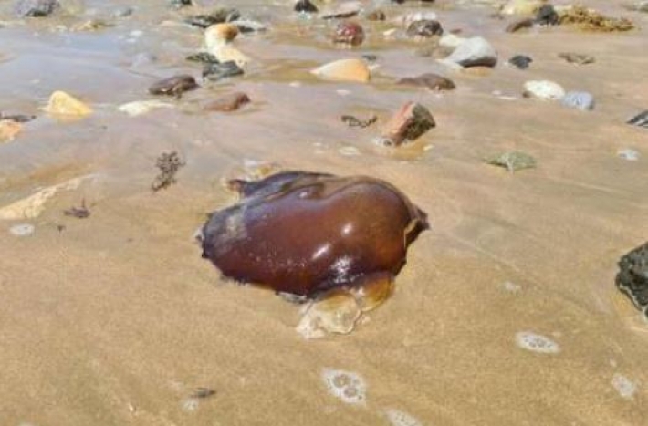 На побережье океана в Австралии обнаружили загадочное существо. Фото