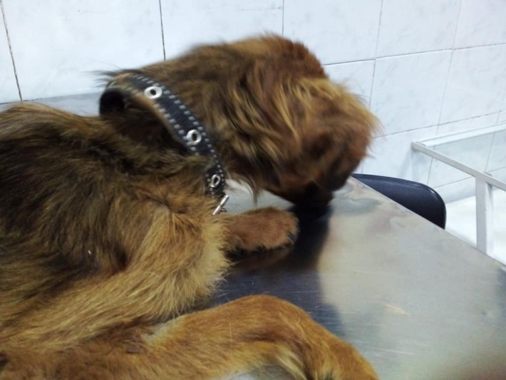 В Мелитополе умирающая собачка пришла к людям за помощью (фото)