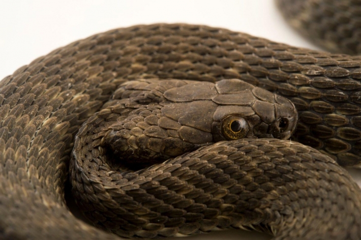 В Мелитополе в жилом секторе поймали гигантскую змею (фото)