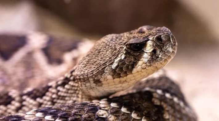 У женщины под домом поселилось 90 ядовитых змей: фото жуткой находки