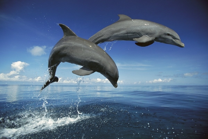 В Кирилловке рыбаков развлекают дельфины (видео)