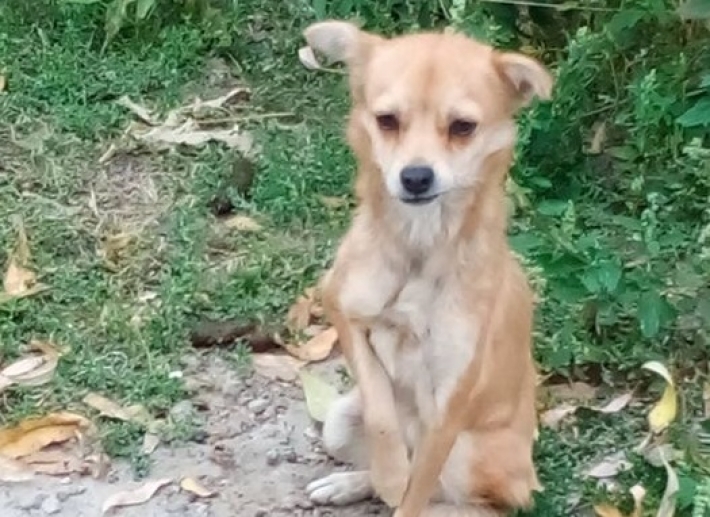 В Мелитополе погибает брошенная собака со сломанной лапкой (фото)