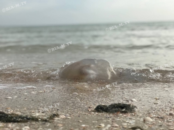 Холод нипочем – в Кирилловке море и пляж усеяны медузами (фото, видео)