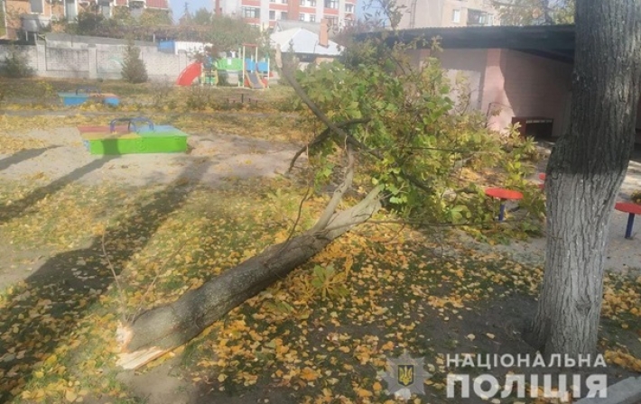 В Кременчуге два ребенка пострадали при падении дерева в детсаду