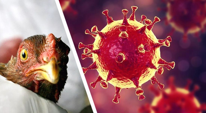 В Италии произошла вспышка высокопатогенного птичьего гриппа H5N1: чем это грозит