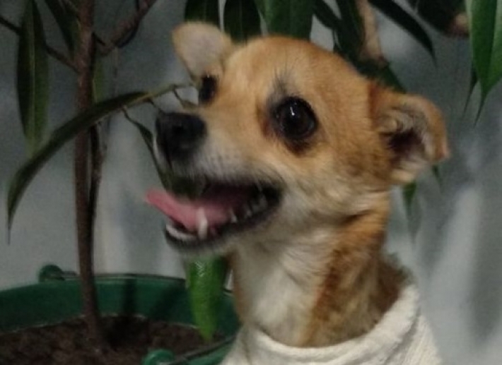 В Мелитополе травмированной собаке срочно нужна передержка (фото)