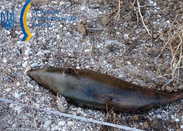 В Мелитопольском районе обнаружили три трупа морских животных (фото)