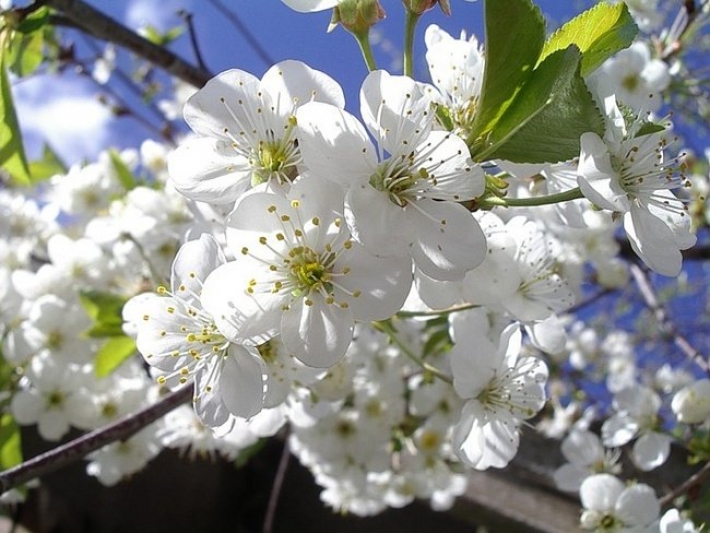 Природная аномалия – в Мелитопольском районе в октябре цветет вишня