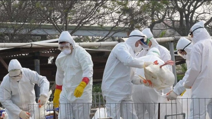 В Китае распространяется опаснейший штамм птичьего гриппа