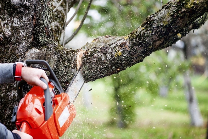 Сколько житель Мелитополя заплатит за самовольный снос дерева (фото)
