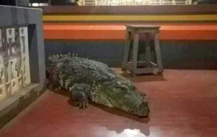 В индийском храме живет крокодил-вегетарианец (фото)