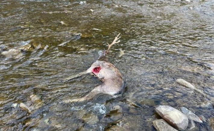 На Закарпатье "чупакабра" убила оленя и перебросила через 3-метровый забор: фото