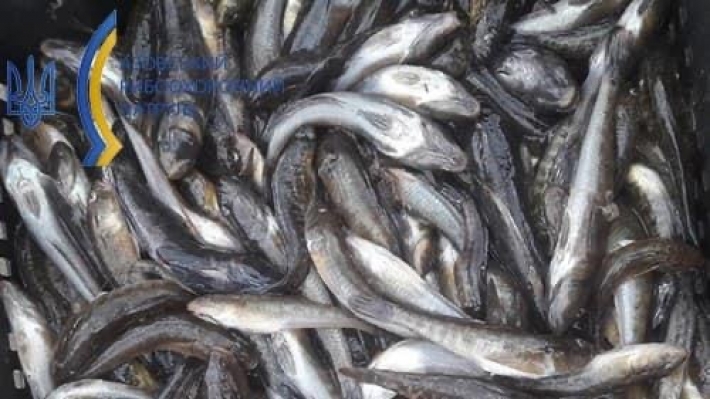 В Запорожской области обнаружили 10 браконьерских ловушек с рыбой