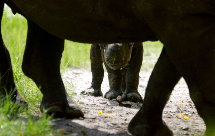 В зоопарке родился детеныш исчезающего вида носорога: смотрите на этого кроху!