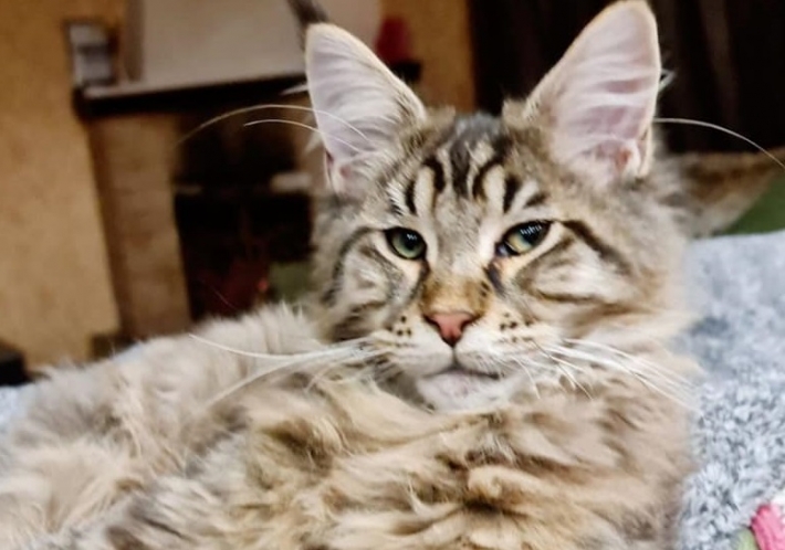 В Мелитополе за вознаграждение разыскивают породистого кота (фото)