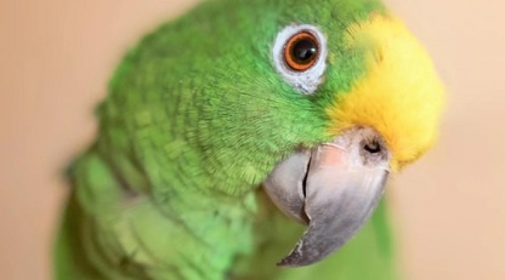 В Бразилии любопытный попугай устроил игру в гляделки с камерой дорожного движения: видео