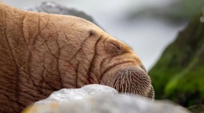 Уставший морж вздремнул на подводной лодке типа "Морж" после долгого путешествия: фото