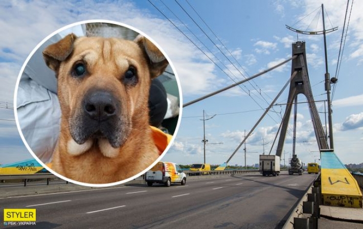 В Киеве с Северного моста в Днепр сбросили собаку: животное спасли рыбаки
