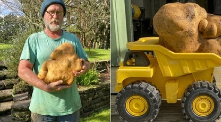Пара выкопала в саду гигантский картофель, и он может установить мировой рекорд: фото