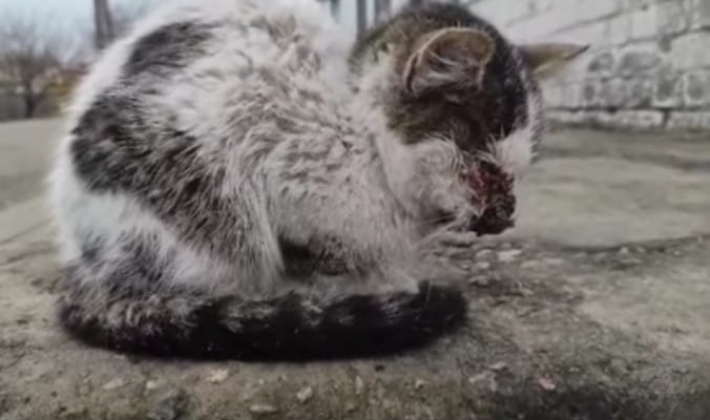 В Мелитополе живодеры изувечили кота - нужна помощь (фото 18+)