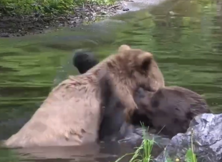 У медведей из Запорожья началась "настоящая медвежья жизнь" (видео)