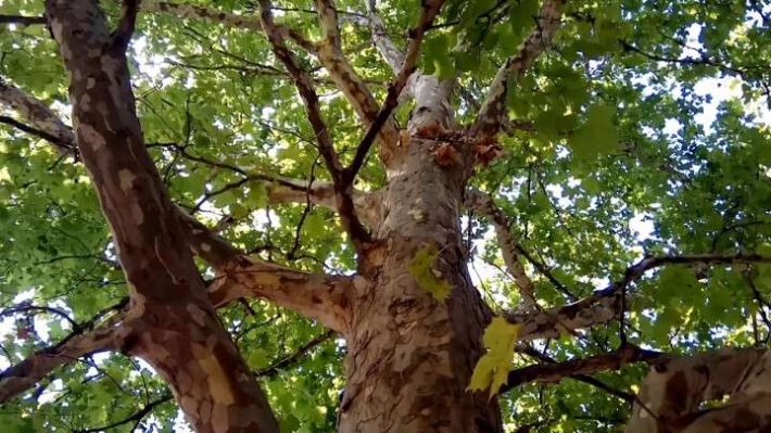 В Днепре на дереве нашли труп женщины: подробности