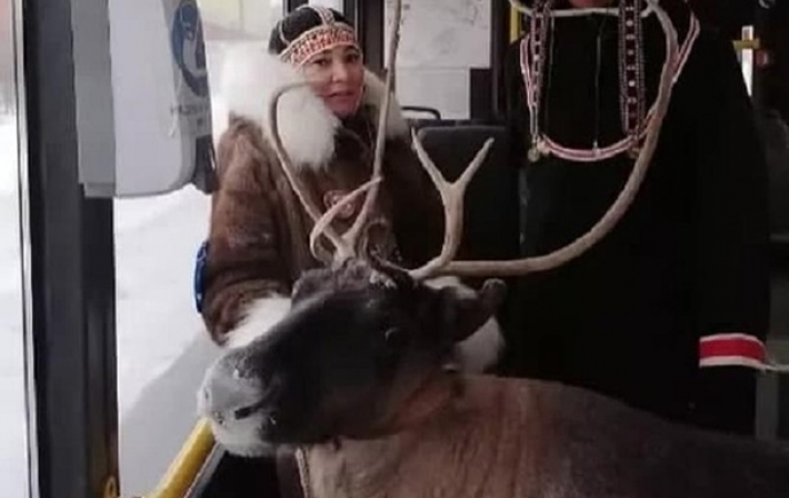 В Норильске женщина с оленем ехала в автобусе (видео)