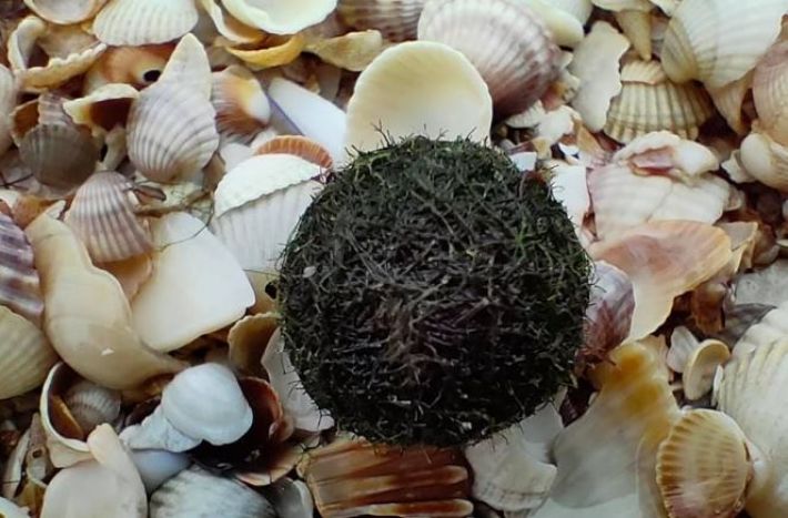 Загадочные шары и грибы появились вместо медуз на пляжах в Кирилловке (фото)